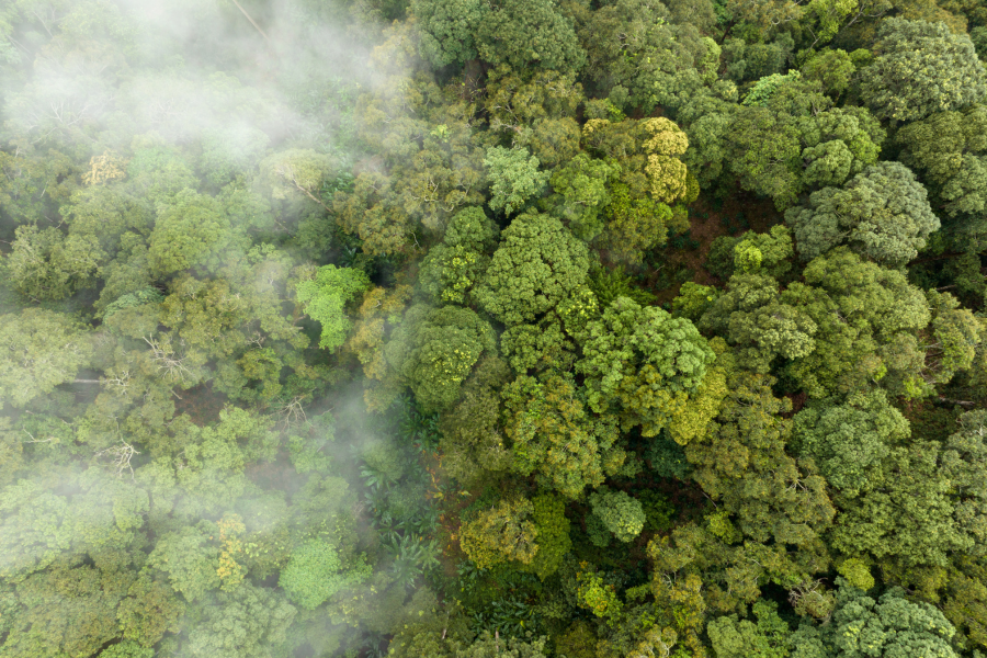 Carbon Reduction Planning